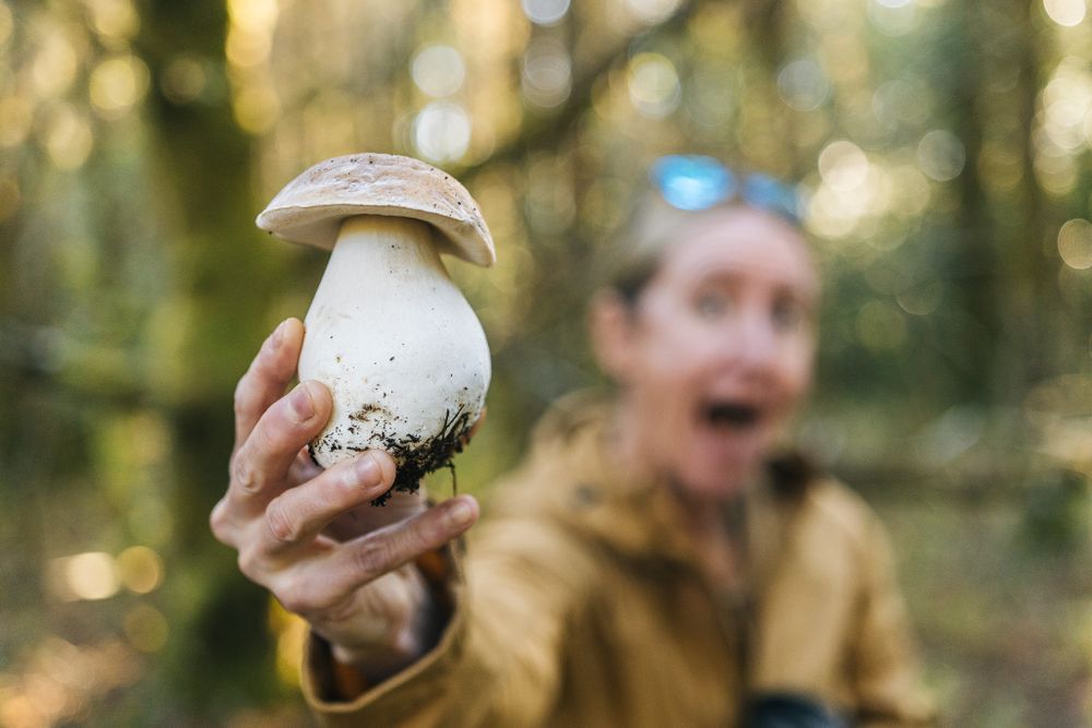 A large white mushroom held up in focus against a blurred forest background.