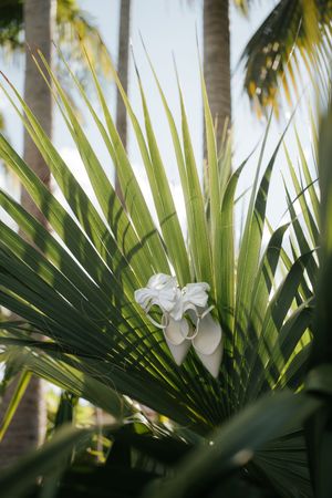 White bridal heels nestled among tropical palm fronds with coconut trees in background.