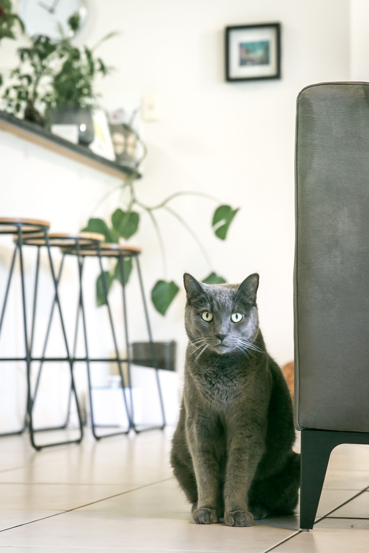 Adelaide Cat Photography