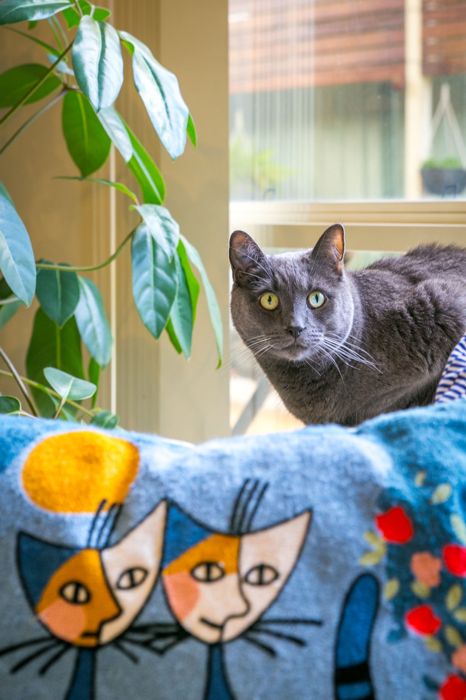Adelaide Cat Photography