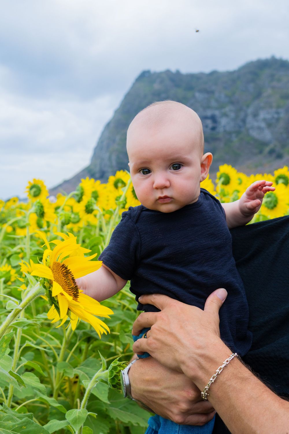 Baby in black shirt held by adult in sunflower field with mountain backdrop on cloudy day.