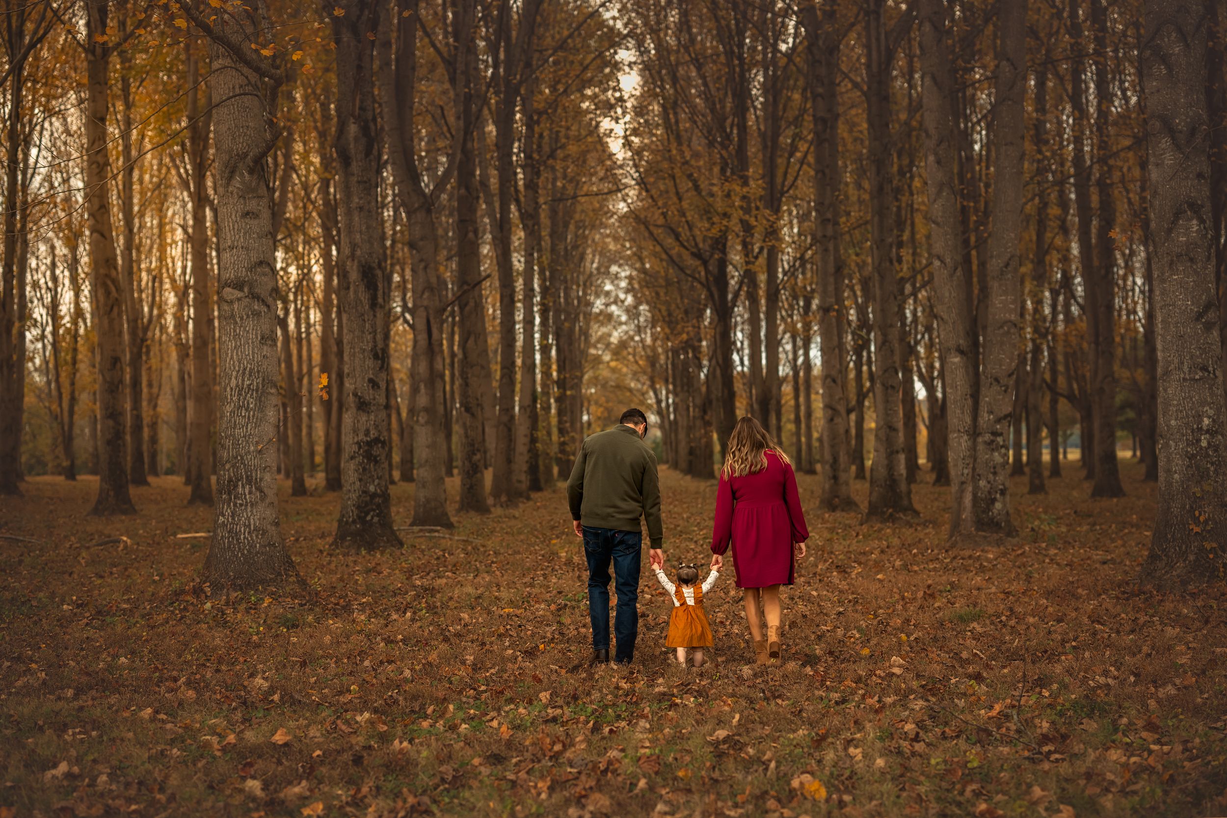 Autumn forest path between straight rows of trees with golden sunlight streaming through bare trees and fallen leaves covering the ground.