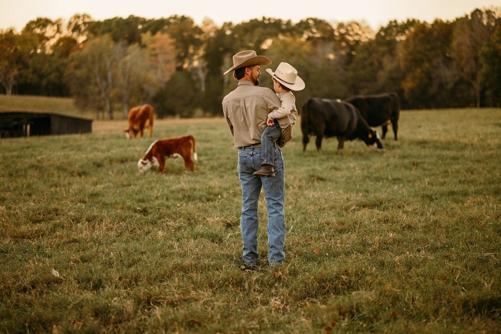 A pastoral scene with cattle grazing and a dog in the background at sunset.