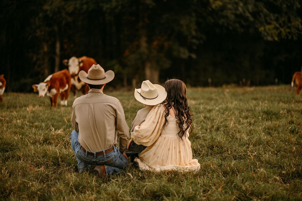 A peaceful moment watching cattle graze in a countryside field at sunset.