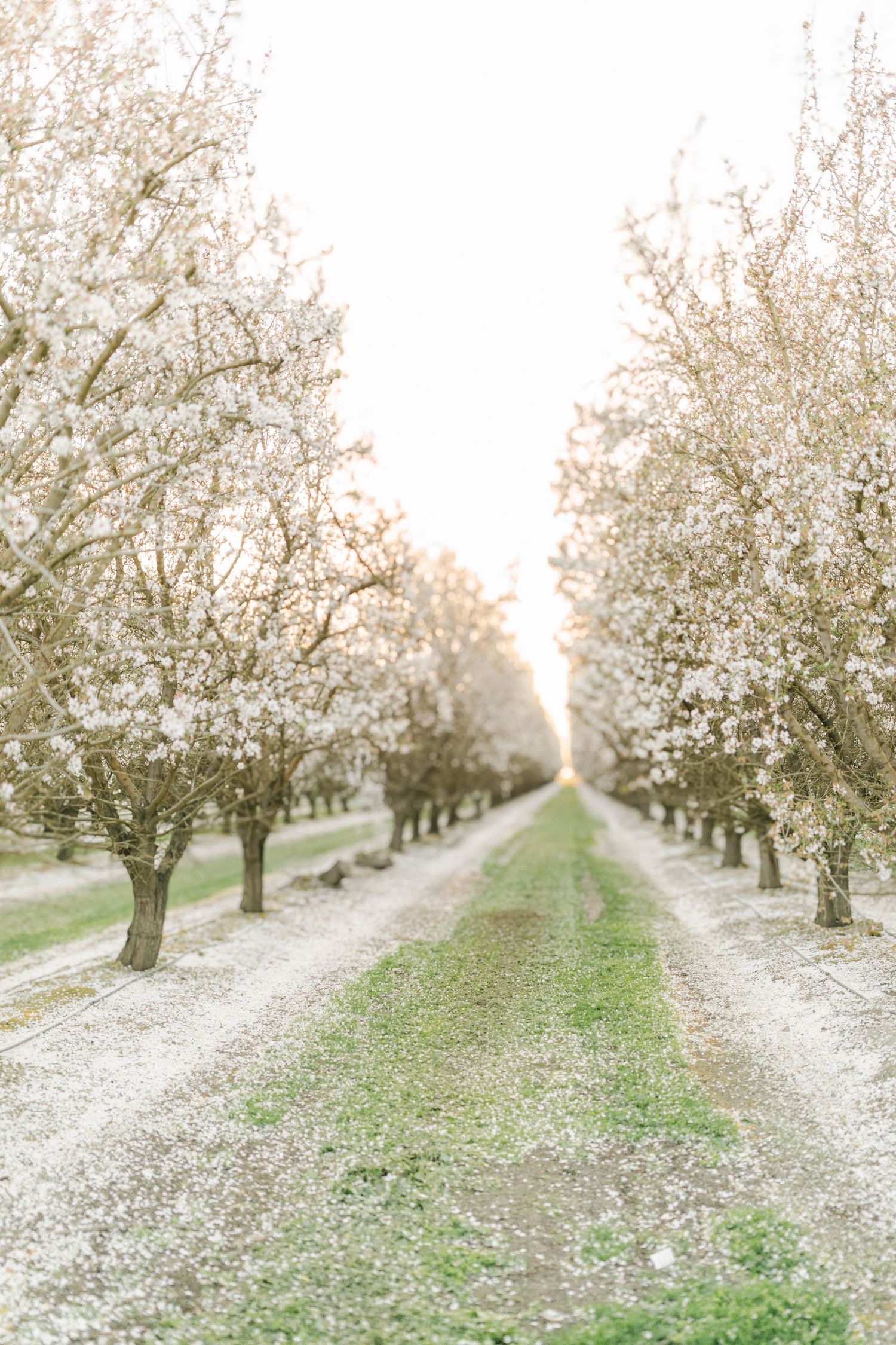 A serene orchard path lined with blooming white cherry blossom trees in soft spring light.