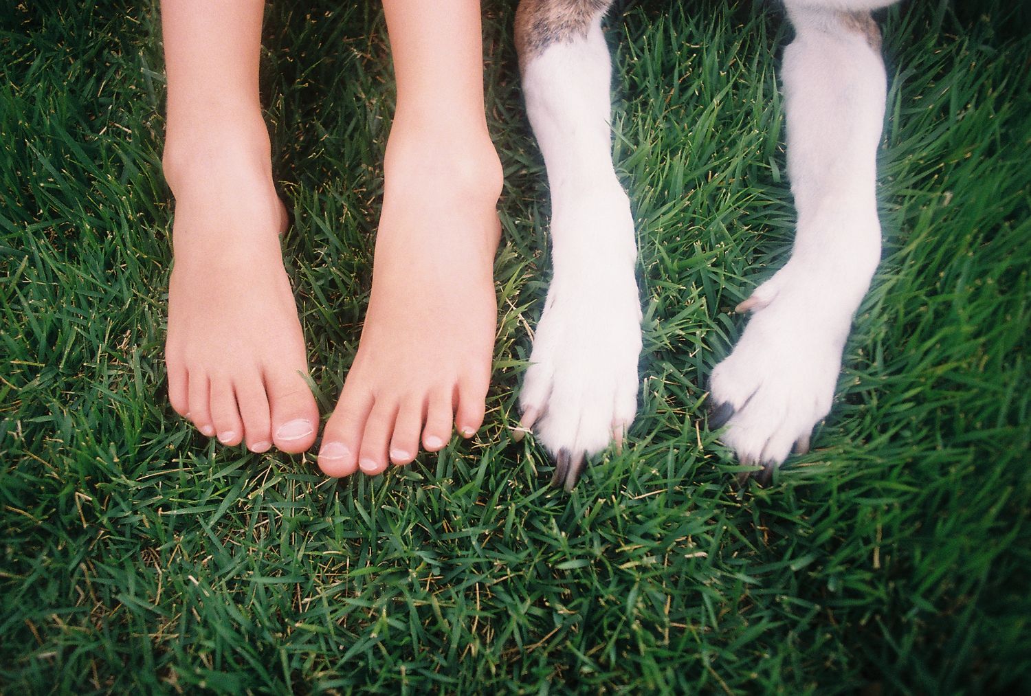 Barefoot child standing on green grass next to a dog, comparing human feet and dog paws.