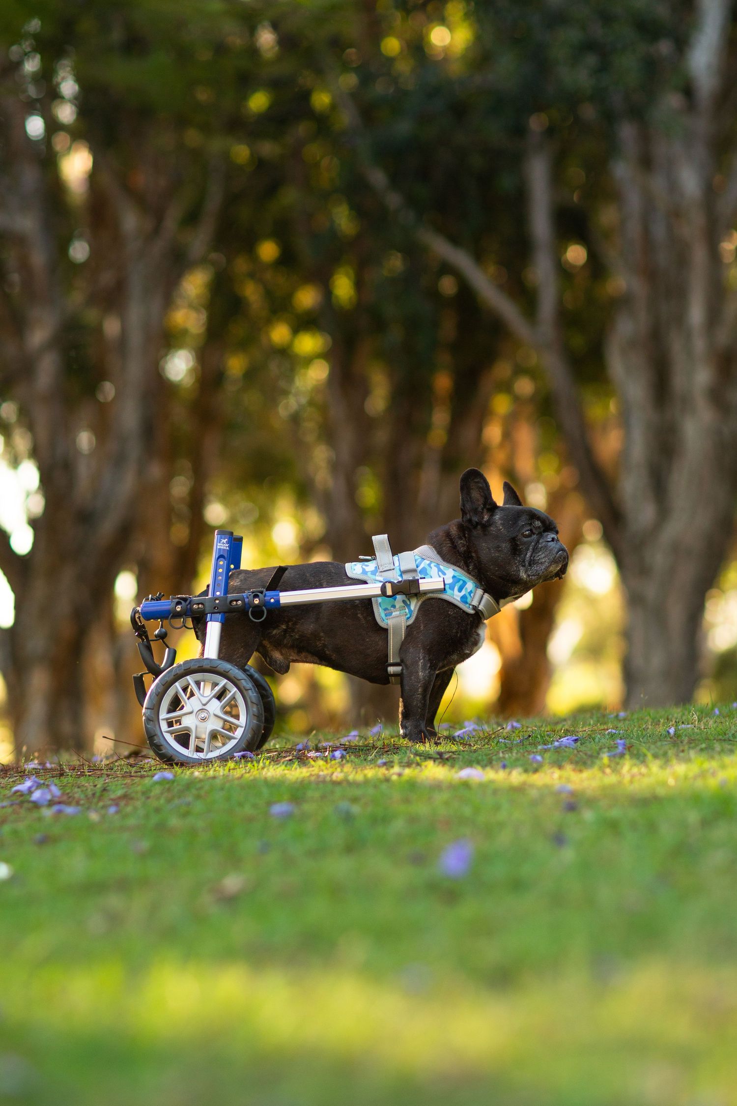 French Bulldog in a wheelchair amongst the trees in a Perth park
