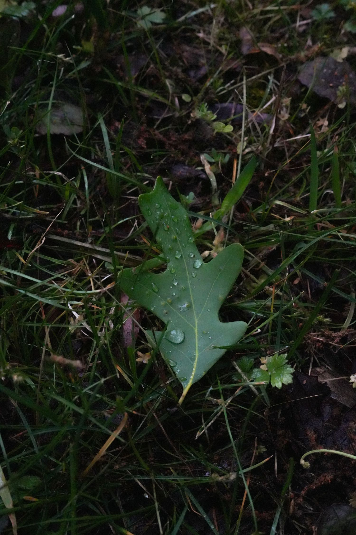 Close-up of a green oak leaf with water droplets resting on dark grass after rain.