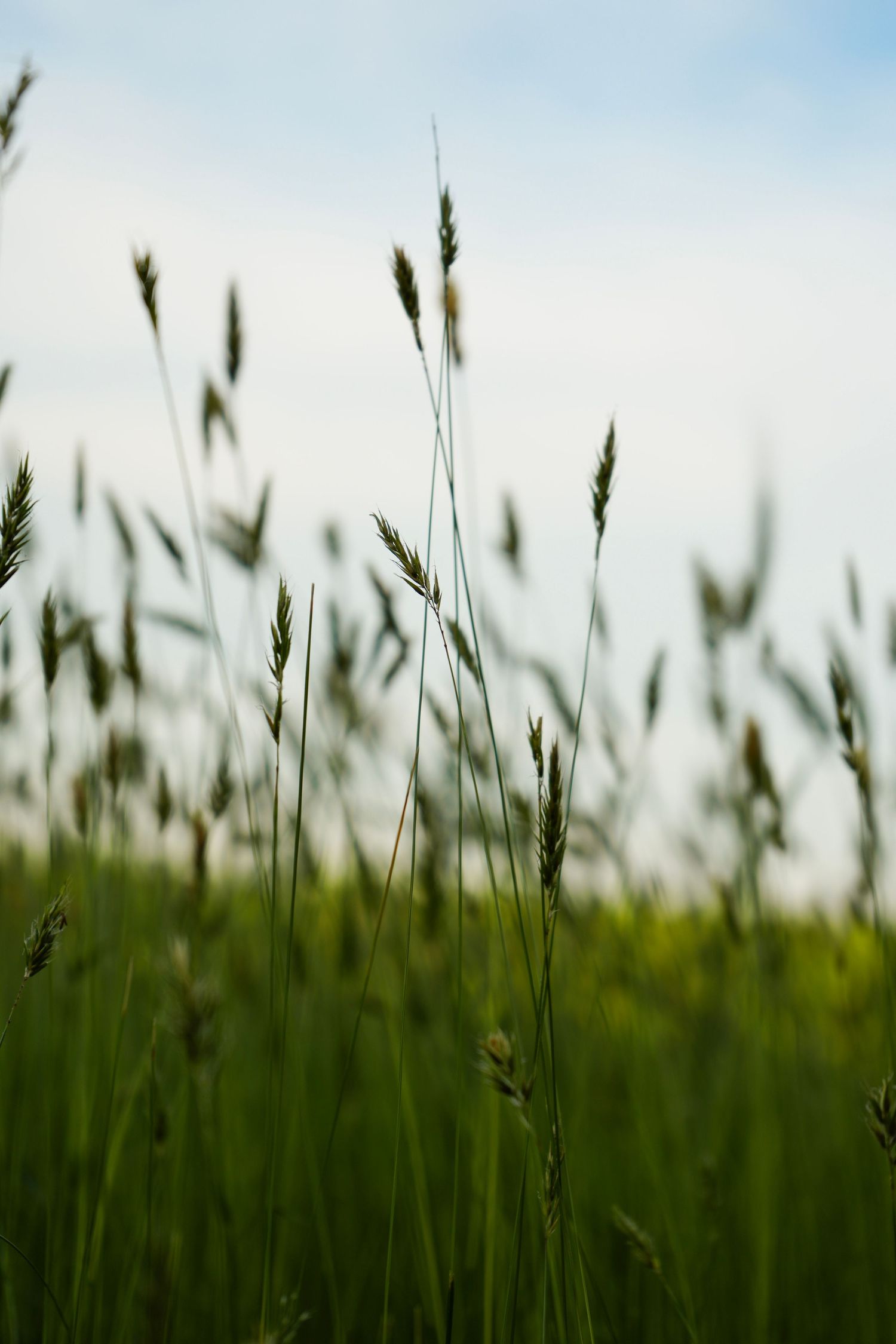 Close-up of tall green grass seed heads swaying against a soft blue sky in a lush meadow.