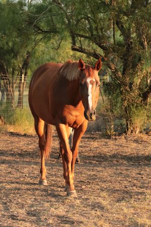 A red horse walks through a pasture at sunset