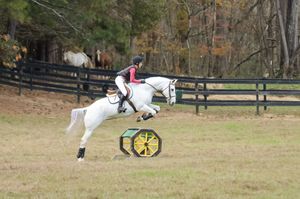 Gray horse going over tractor tire cross country jump