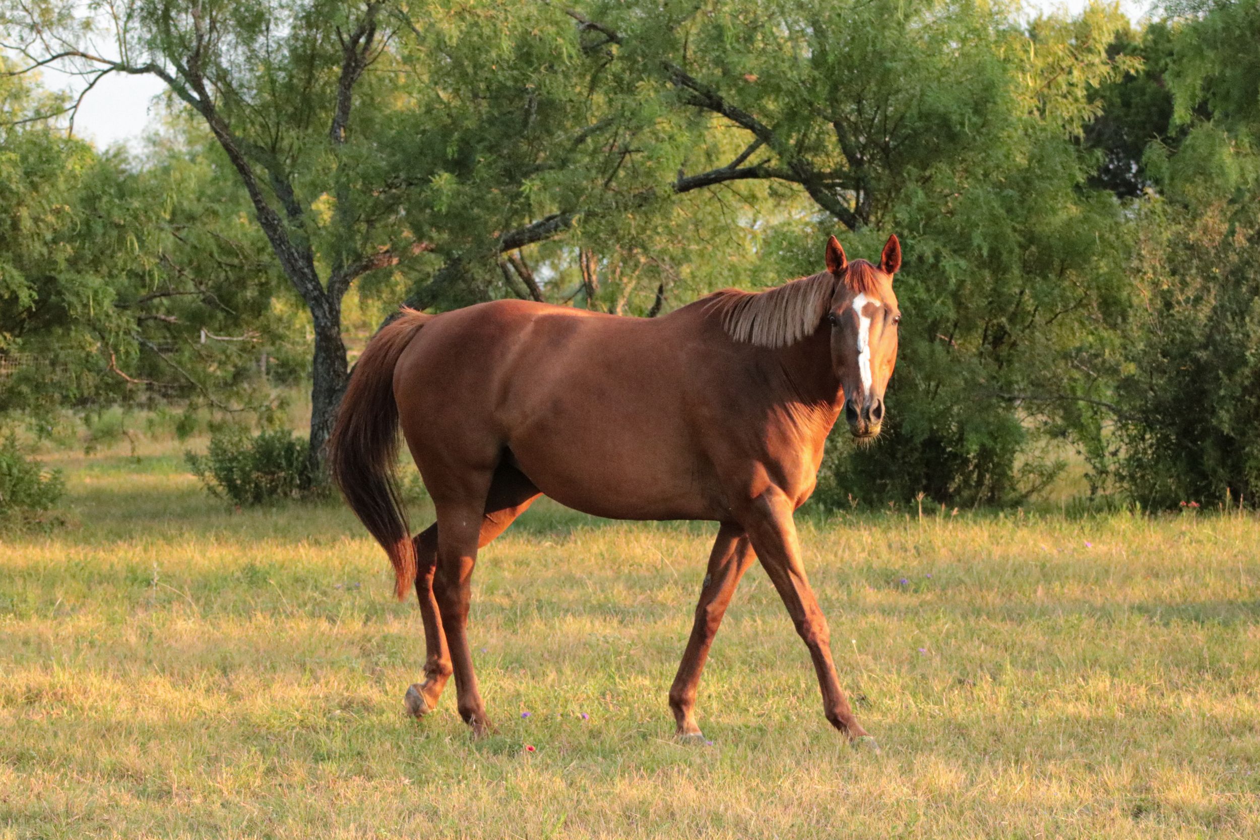 A red horse stands in a pasture at sunset