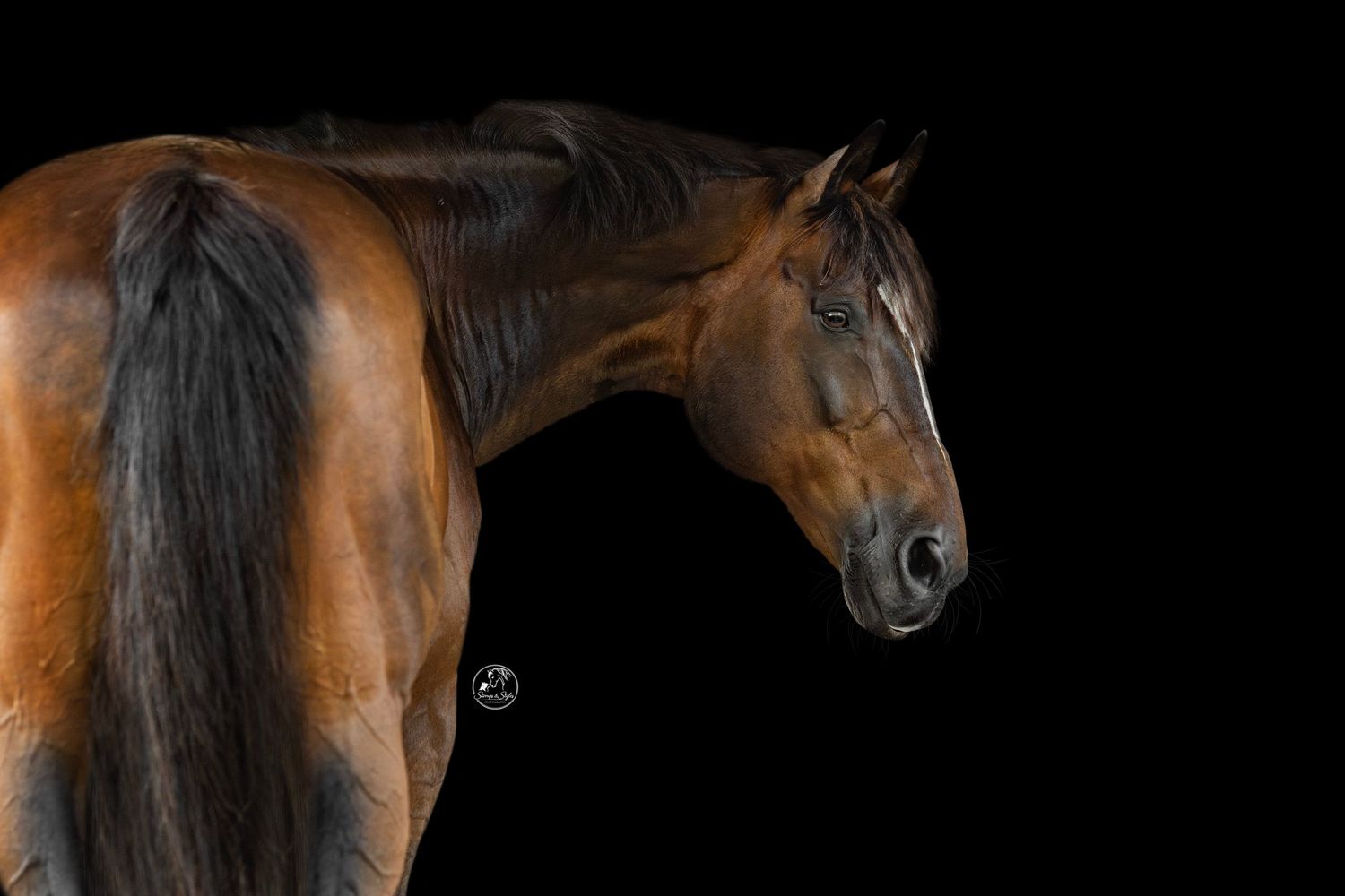 A majestic bay horse with a dark mane poses against a black background, showcasing its elegant profile.