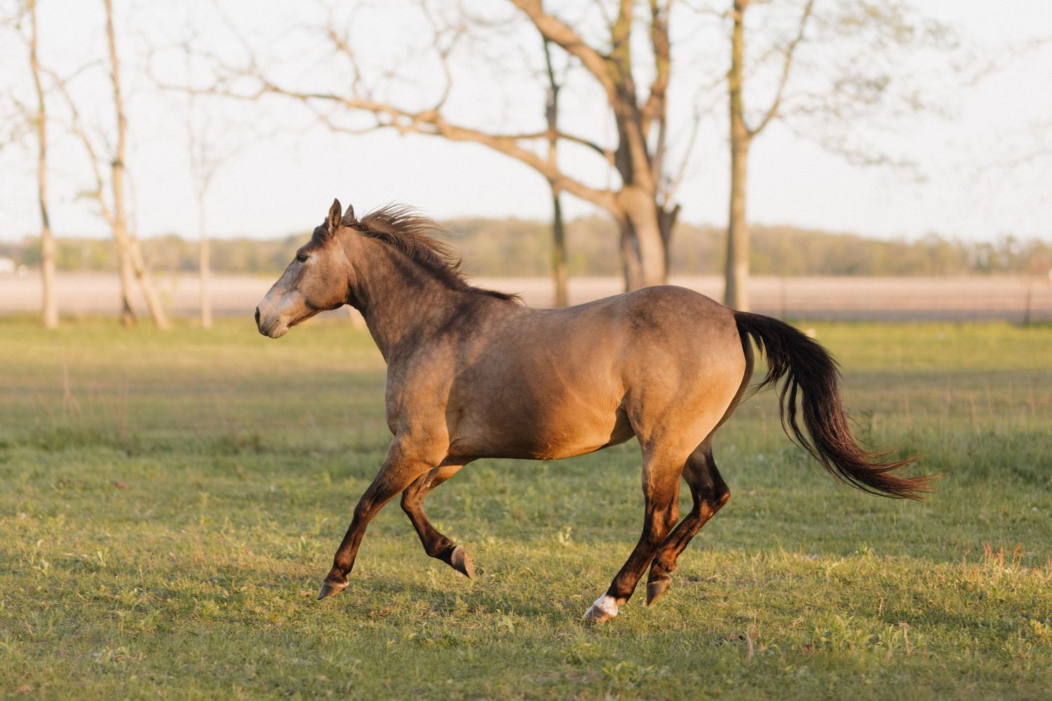 A buckskin horse galloping freely across a lush green pasture with trees in the background on a sunny day.