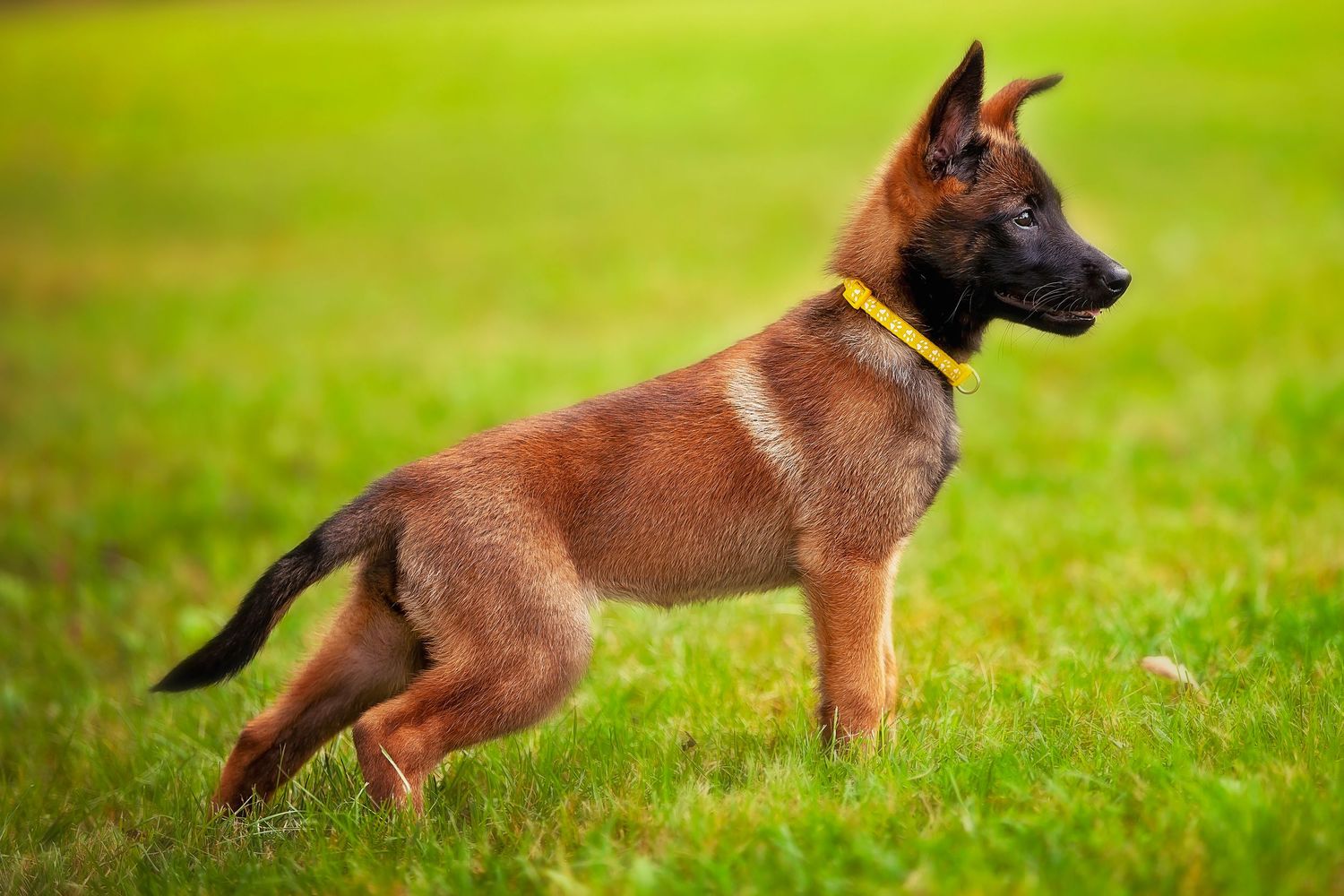 A young Belgian Malinois puppy wearing a yellow collar stands alert on green grass.