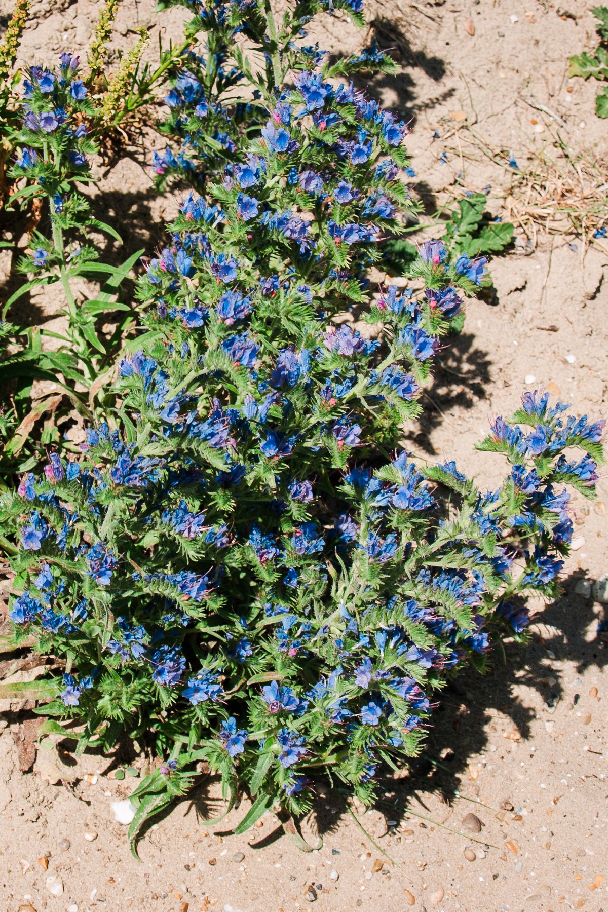 Vibrant blue wildflowers blooming on a green bushy plant growing in sandy soil under bright sunlight.  Aldeburgh coast Olympus E-500.