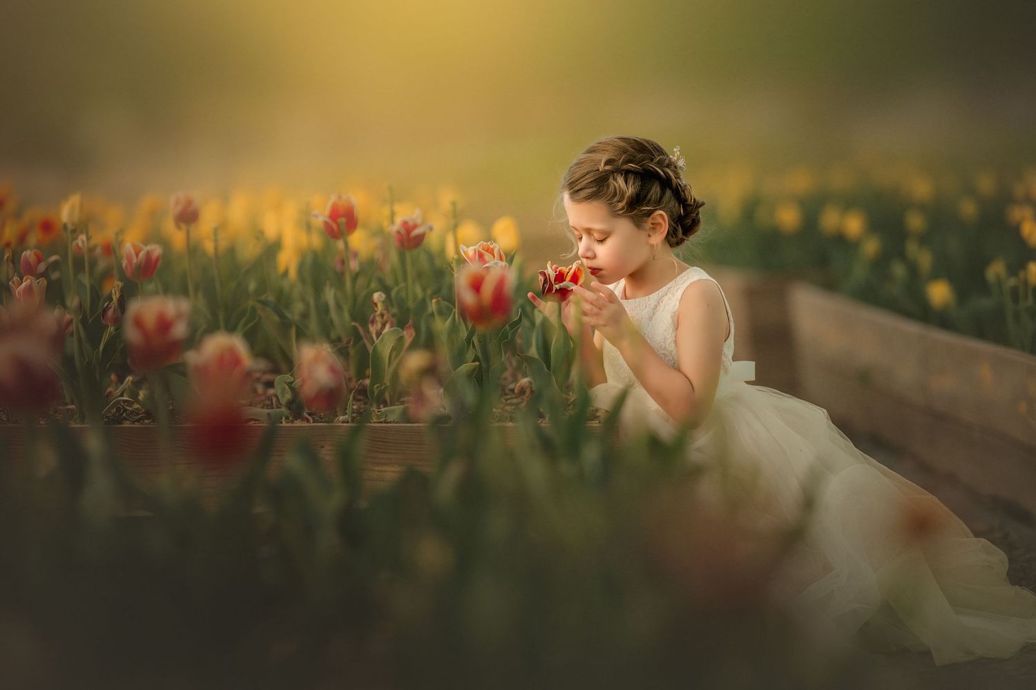 Young girl in white dress smelling red tulips in a vibrant flower field with warm golden light.