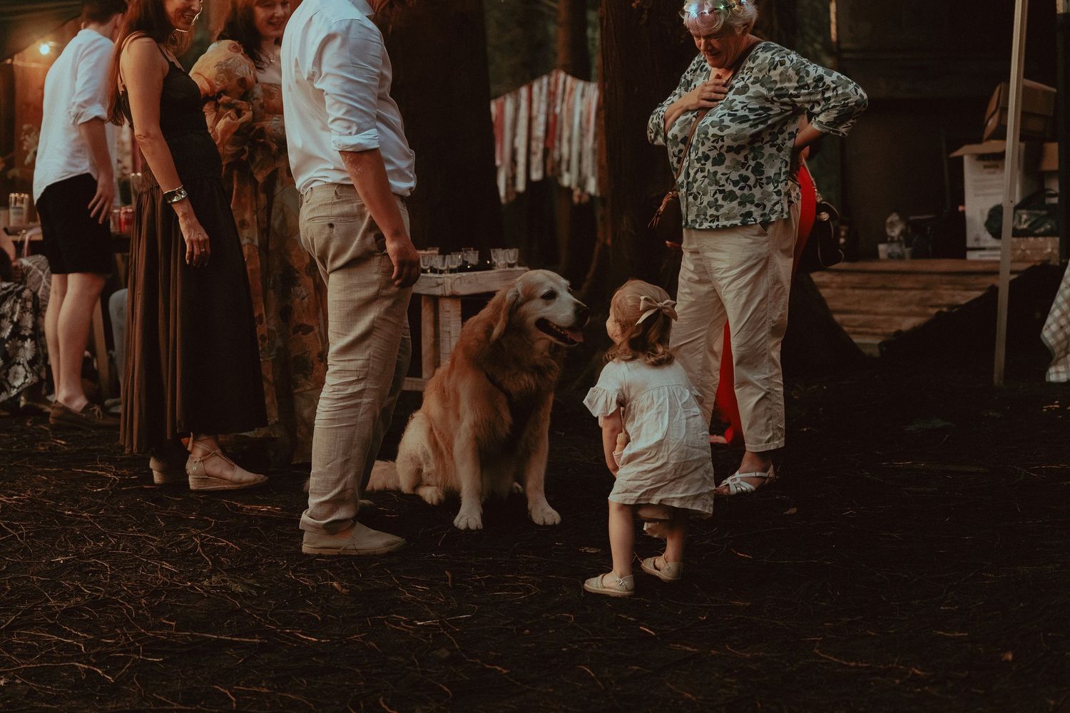 A golden retriever sits calmly as a toddler approaches, surrounded by adults at an outdoor evening gathering.