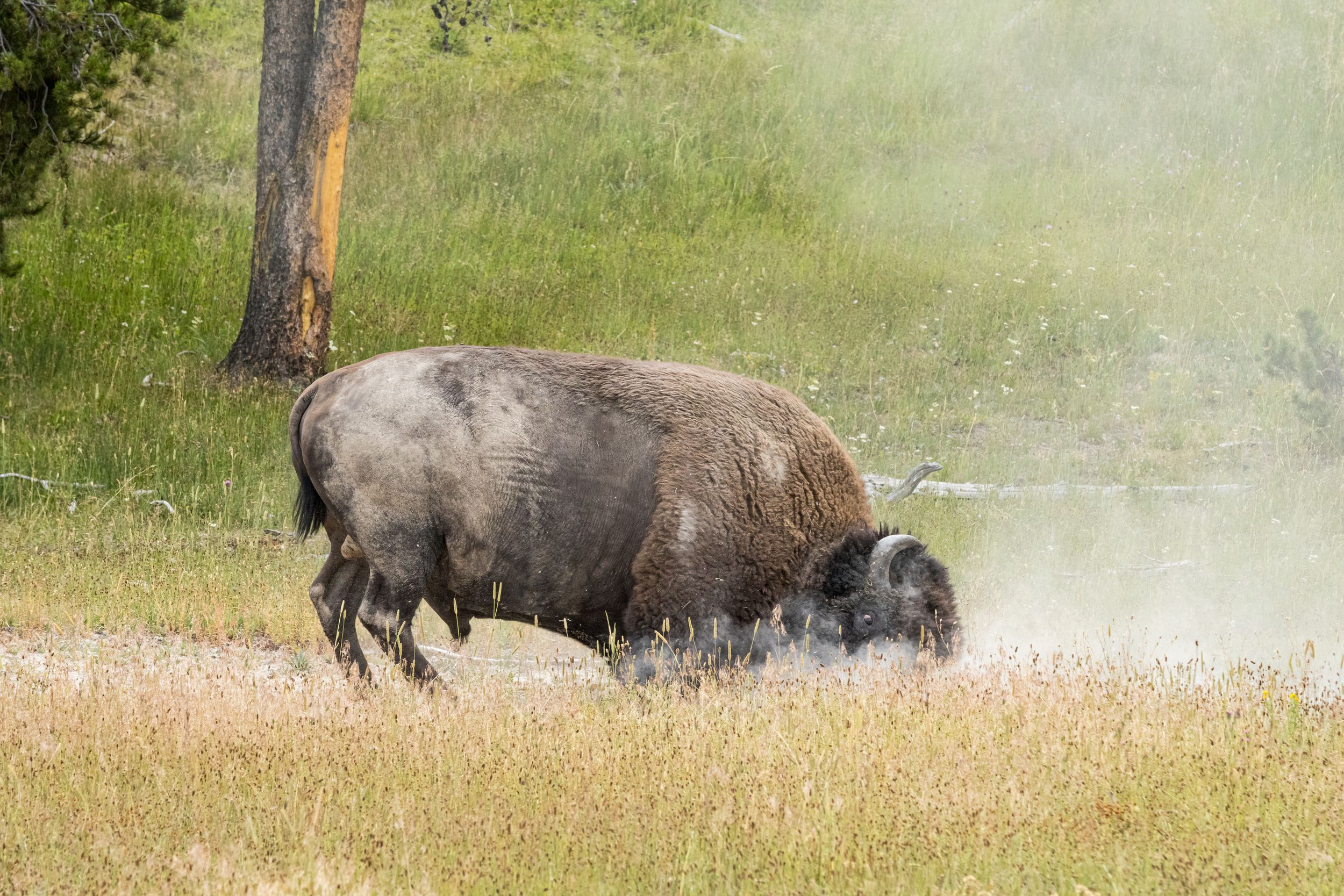 A large bison rolls in dusty dirt near tall grass and trees in a natural wildlife habitat.