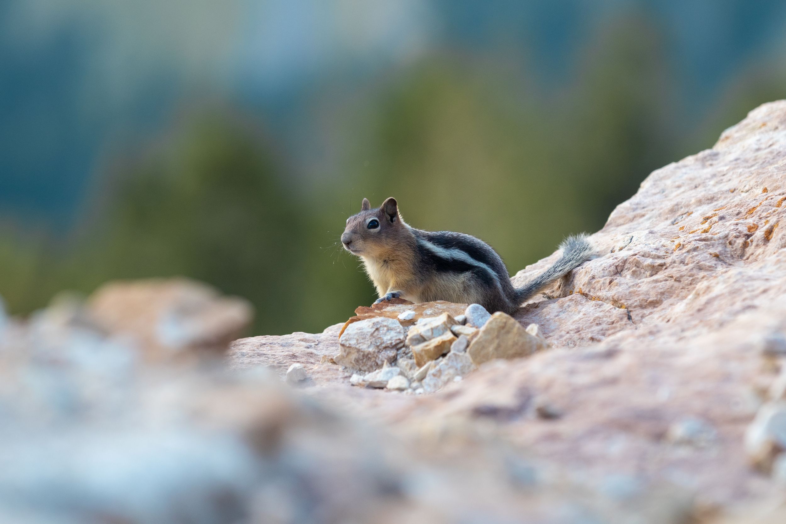 A golden-mantled ground squirrel perches alertly on rocky terrain with blurred evergreen trees in the background.