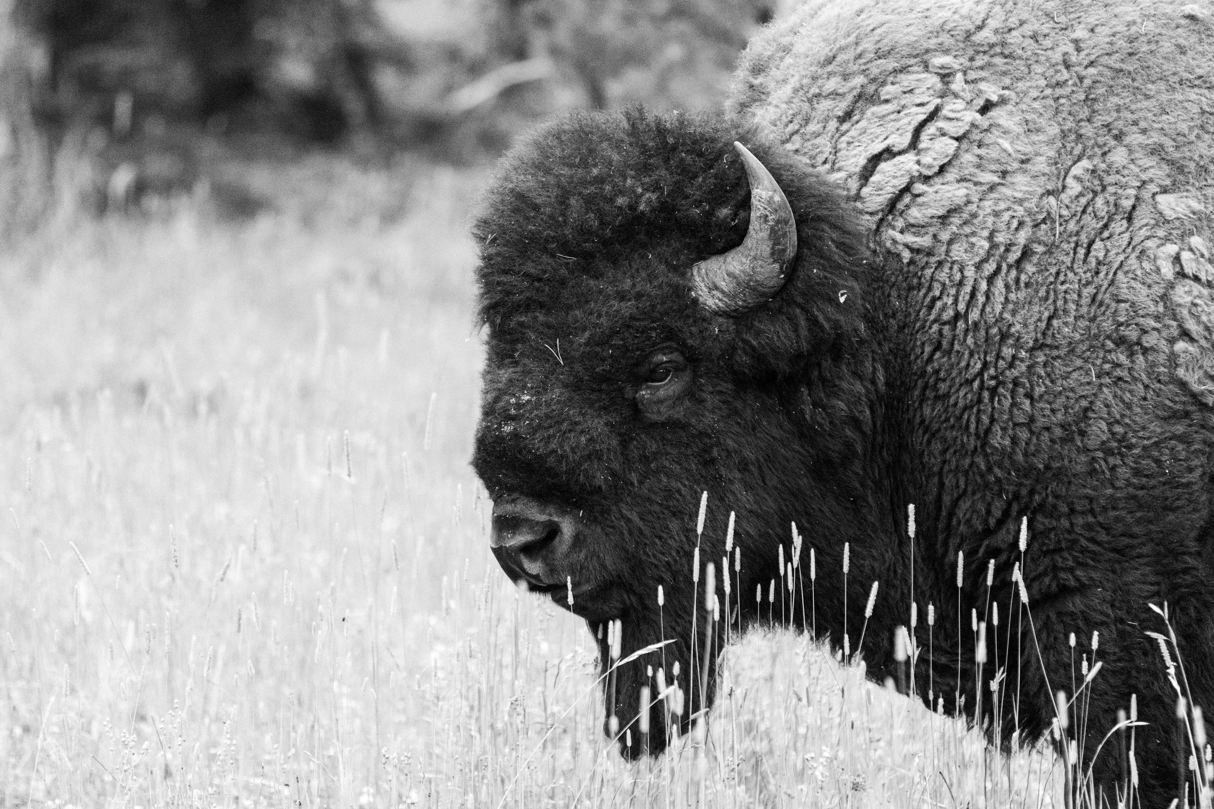 Black and white close-up portrait of a massive American bison with curved horns standing in a grassy field.