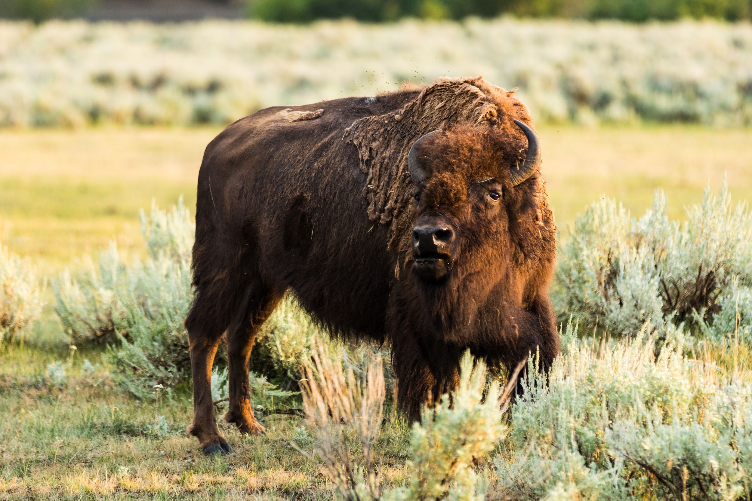 A large bison stands in a grassy field surrounded by sagebrush in Yellowstone National Park.