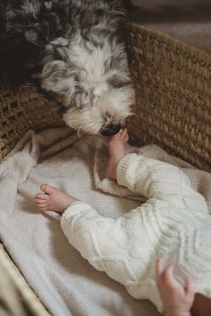 Family pet resting beside a newborn baby during a relaxed in-home newborn photography session.
