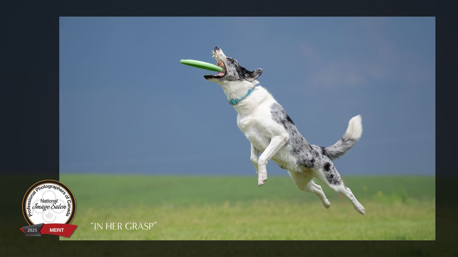 A white and gray dog leaps into the air catching a green frisbee in its mouth on a grassy field.