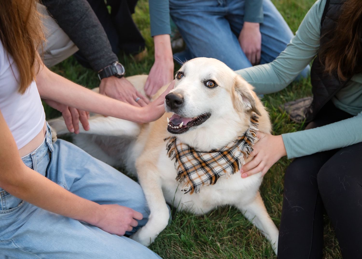 A friendly white dog wearing a plaid bandana sits on grass while multiple people pet it simultaneously.