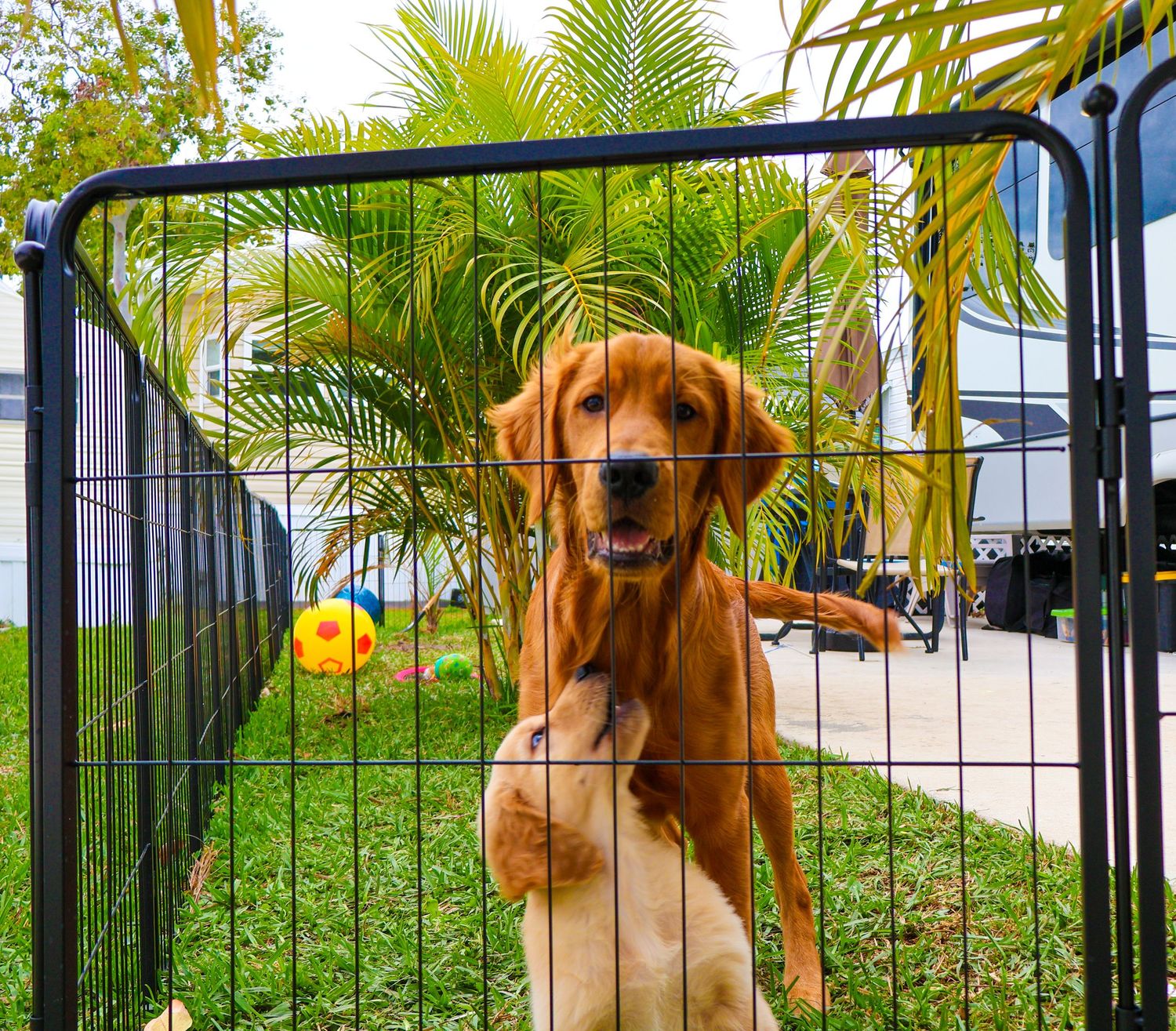A happy golden retriever stands on hind legs inside a metal playpen fence with tropical palm trees in background.