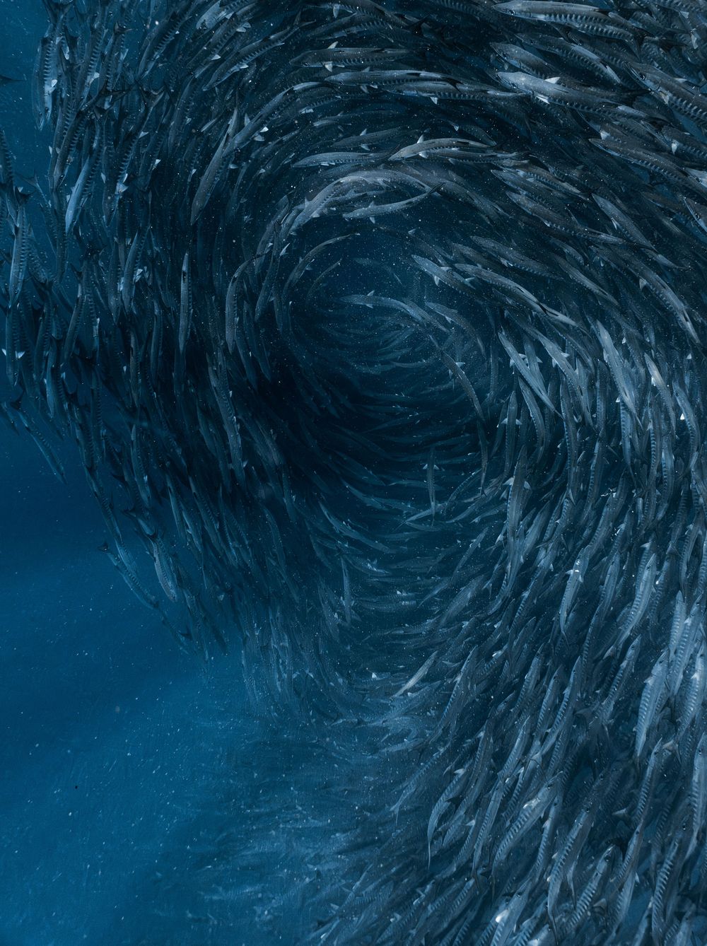 Massive swirling school of fish forming a vortex pattern in deep blue ocean water.