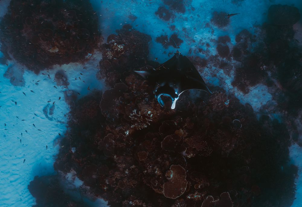 Aerial view of a manta ray swimming over a cleaning station on Lady Elliot Island.