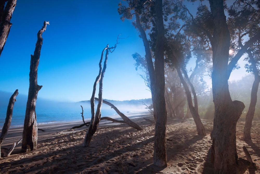 Misty morning light filters through bare trees on a sandy beach with calm blue sky overhead in Australia.