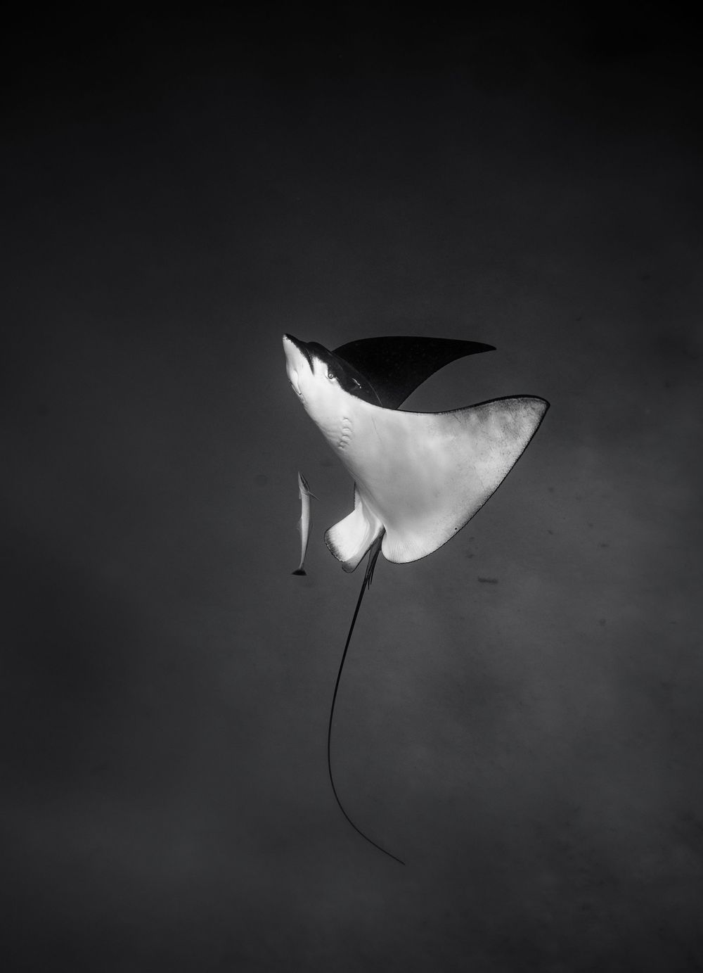 Black and white underwater photo of a graceful manta ray gliding through dark ocean water.