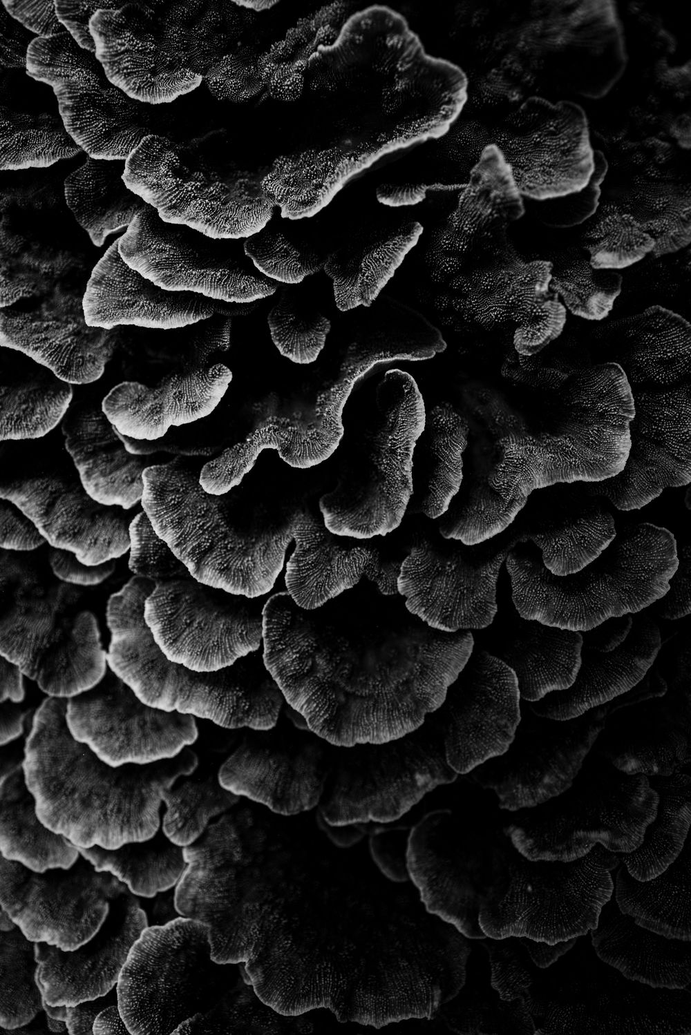 Detailed black and white macro photograph of layered coral formations with intricate folded textures.
