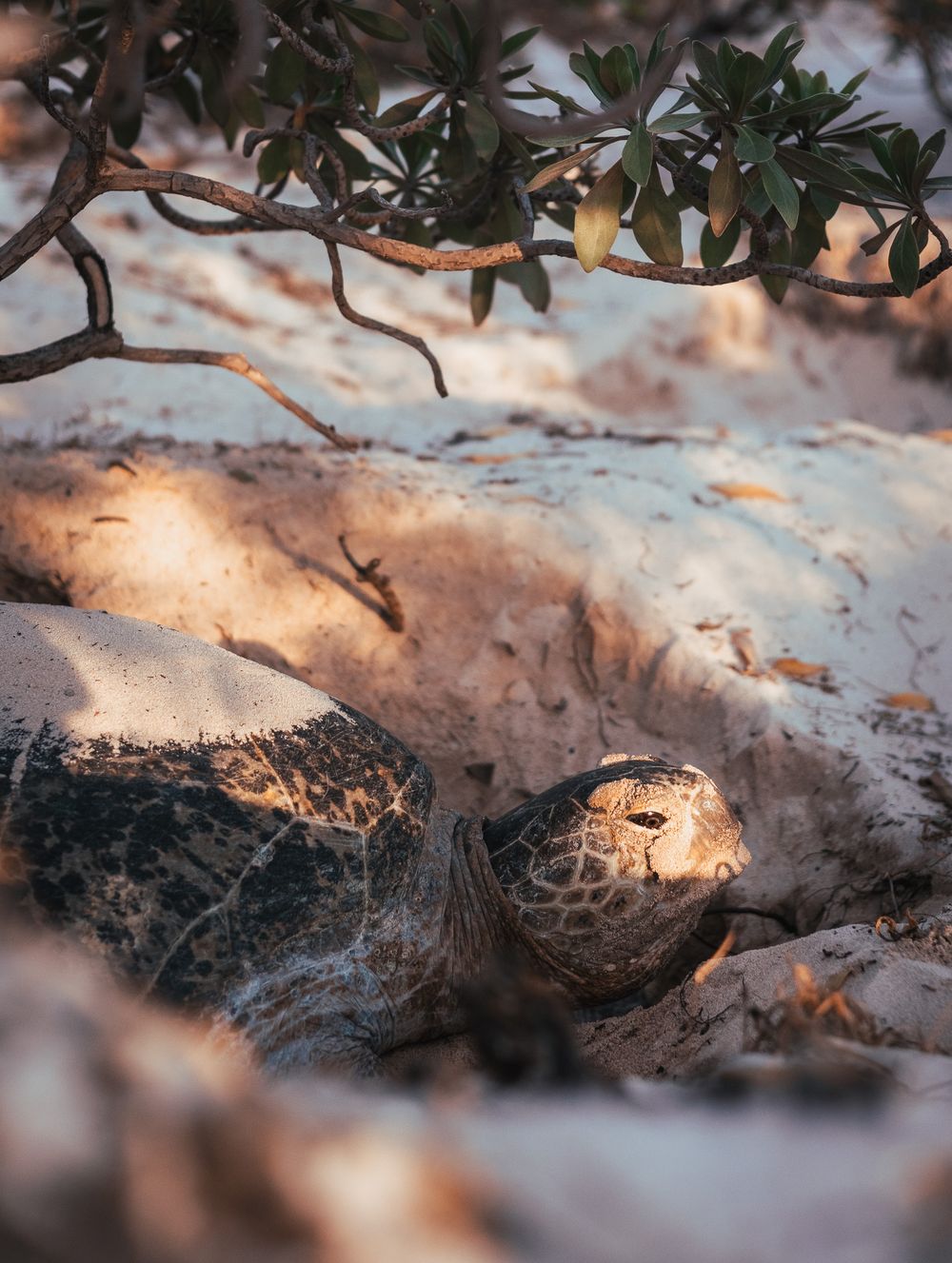 Sea turtle nesting on sandy beach at golden hour, partially hidden under tropical tree branches.