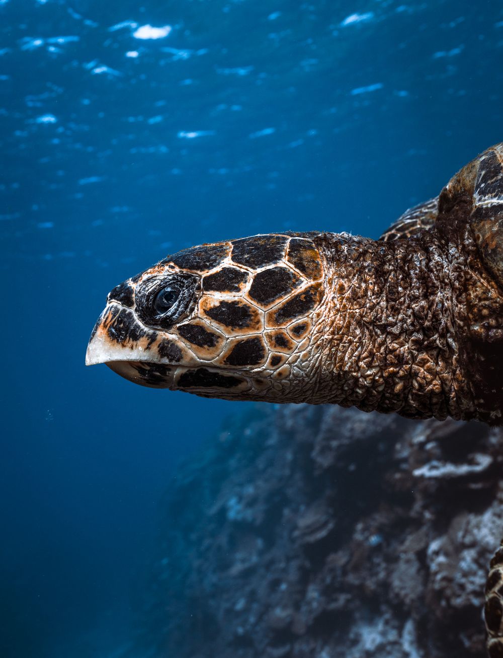 Close-up underwater portrait of a hawksbill sea turtle swimming near a coral reef in blue ocean water.