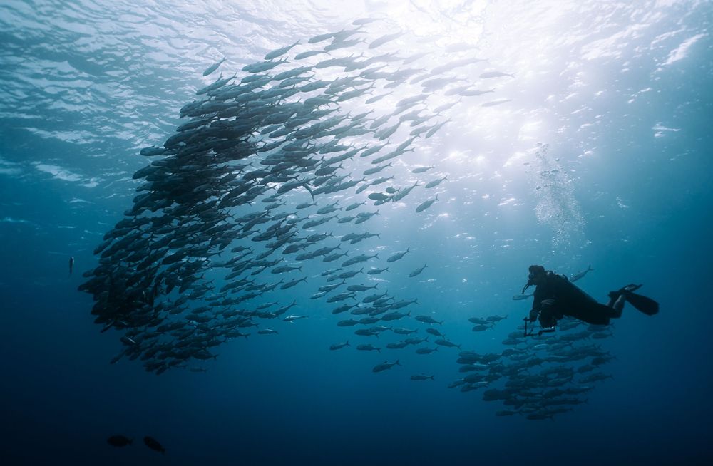 Scuba diver silhouetted against sunlit surface surrounded by massive school of fish in clear blue ocean.