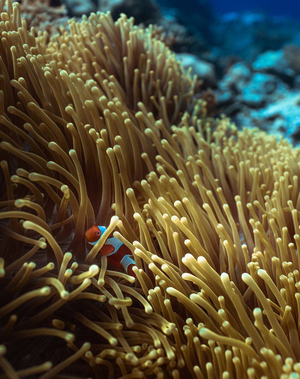 Clownfish peeking through golden sea anemone tentacles on a vibrant coral reef underwater.