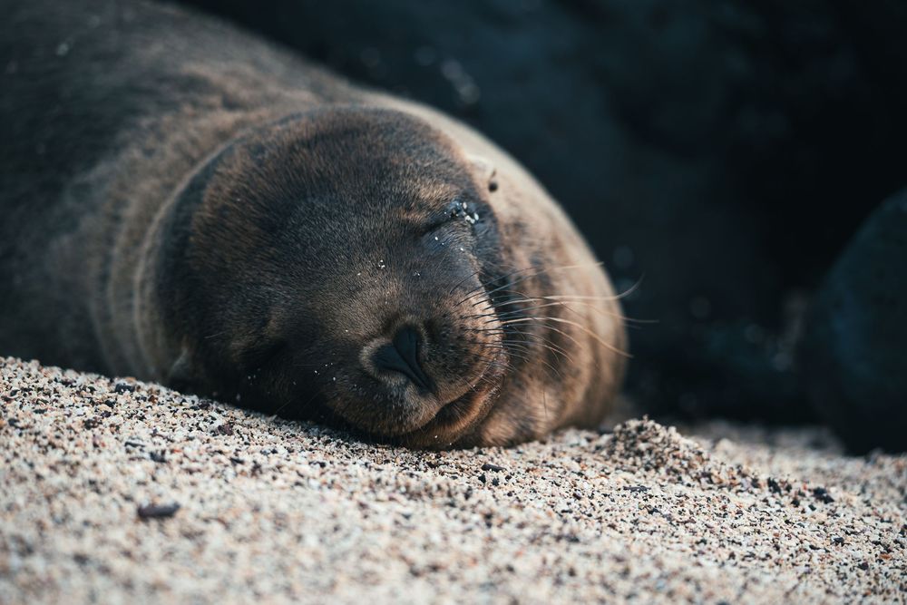 Close-up of a sleepy sea lion pup resting its head on sandy beach with soft natural lighting.