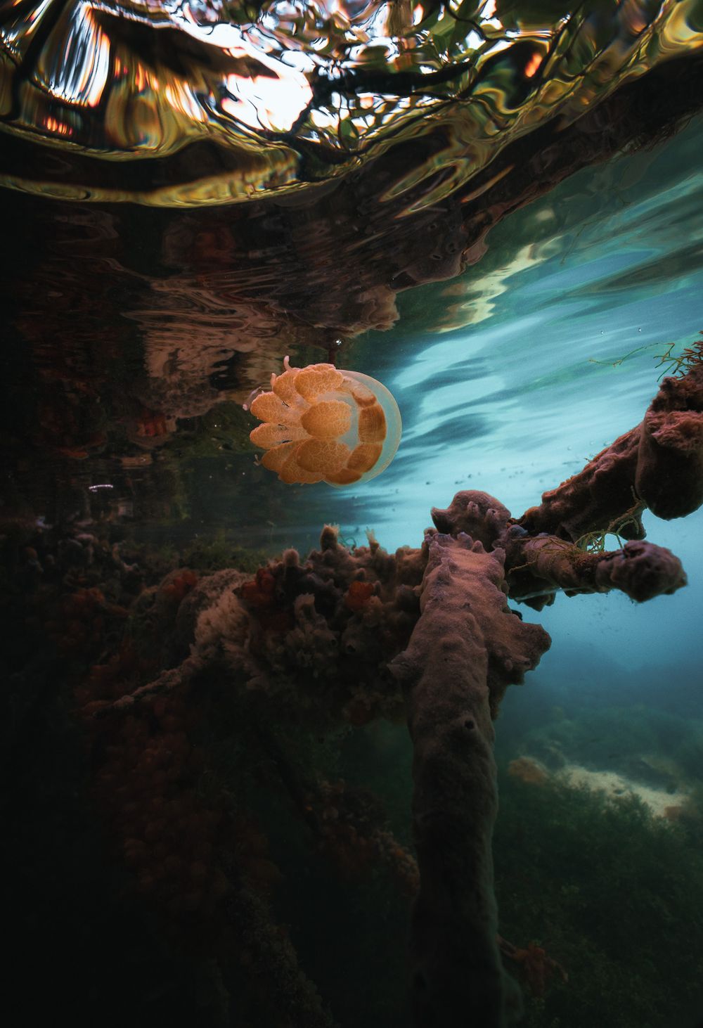 Orange jellyfish floating beneath the water surface near mangrove formations with reflective rippling water above.