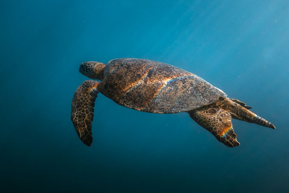 Sea turtle swimming underwater in clear blue ocean with sunlight rays streaming from the surface above.