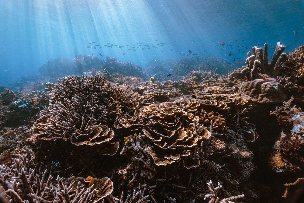 Vibrant coral reef with diverse marine life and small tropical fish in sunlit shallow ocean water.