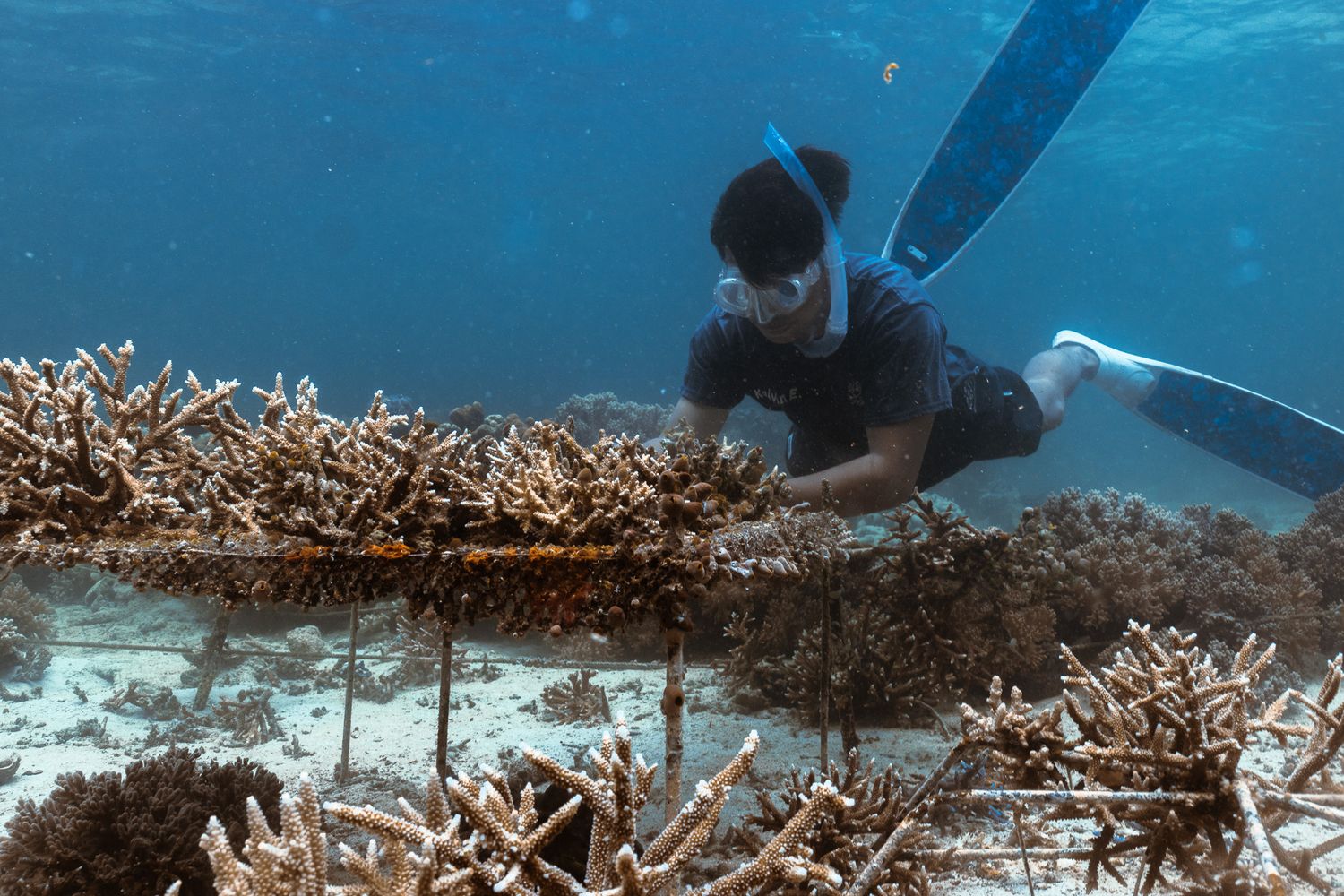An underwater conservationist working on a coral reef restoration project with coral fragments on a metal frame.