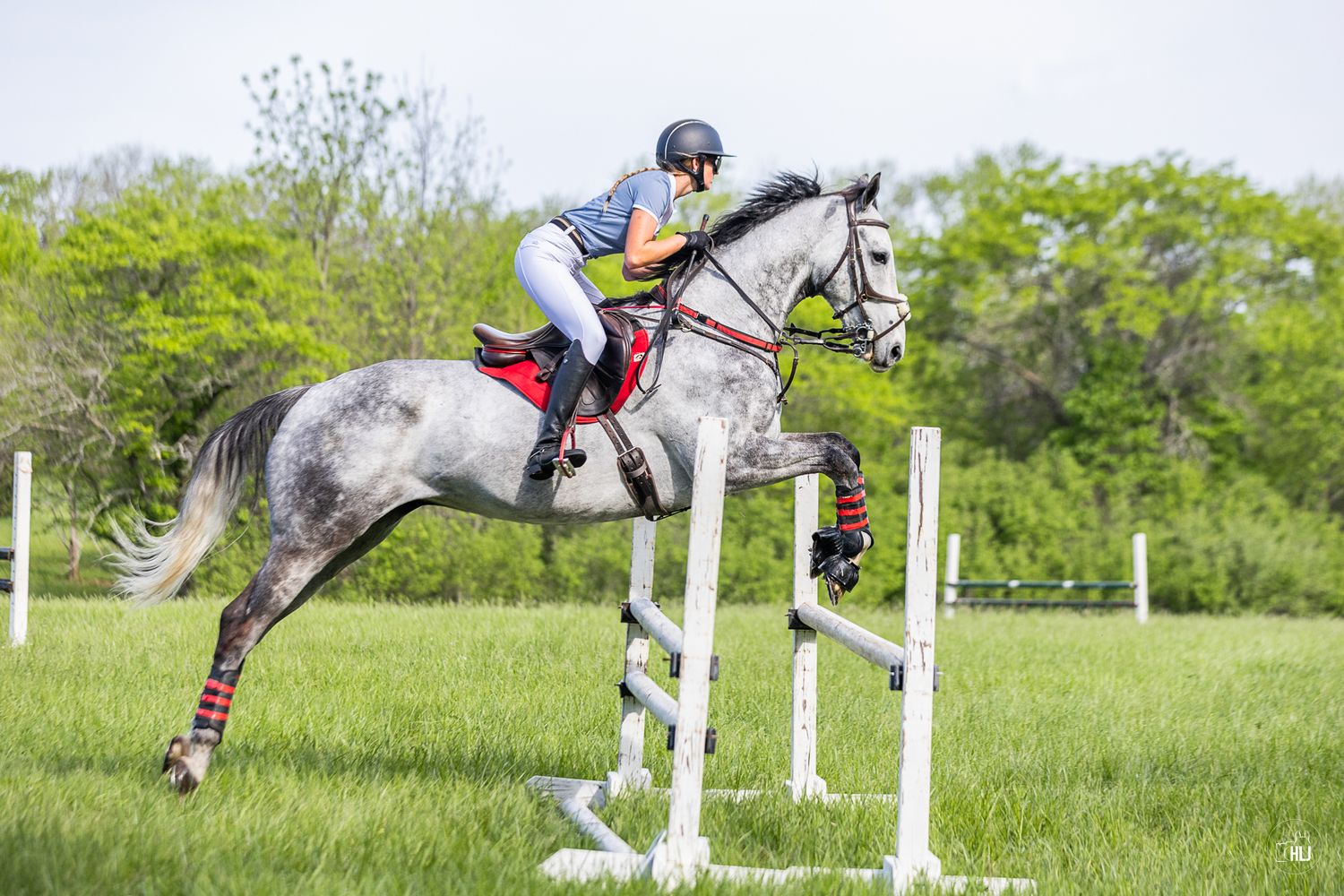 A rider in helmet jumps a gray horse over a white rail fence on a lush green grass field.