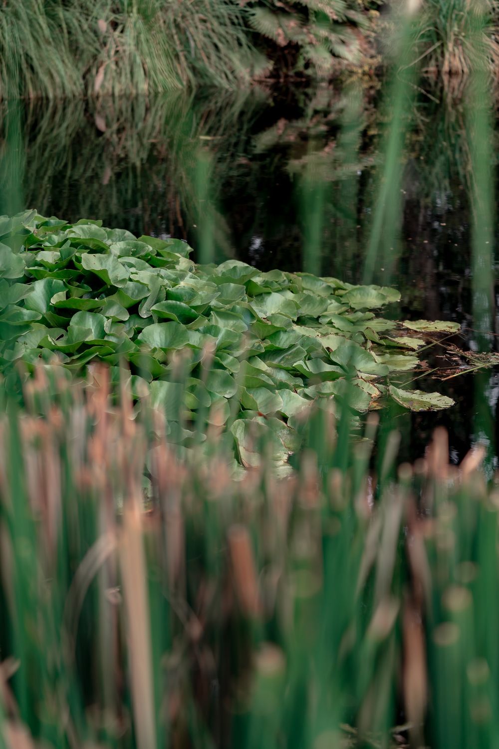 Menifee garden wedding and pond