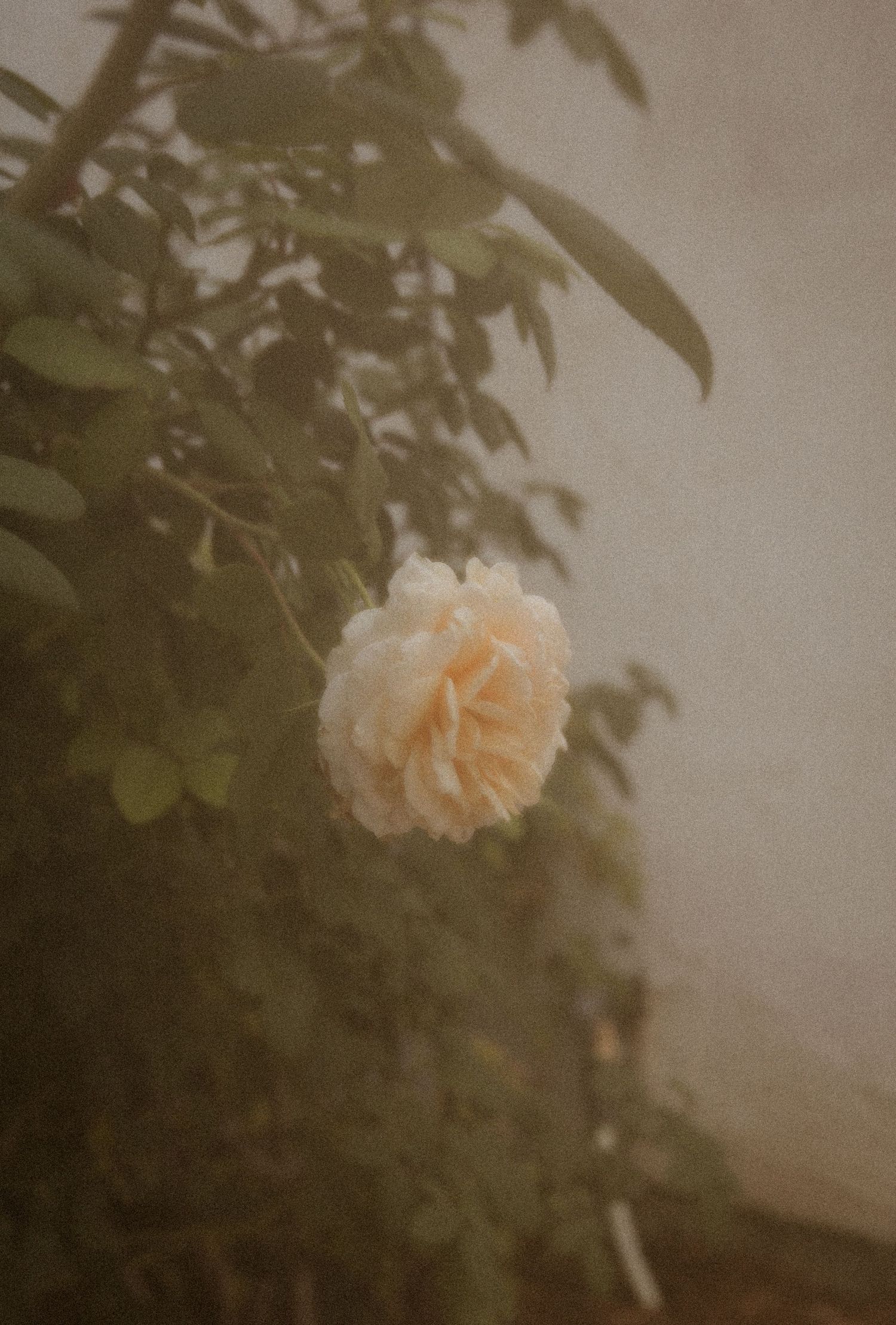 A delicate cream-colored rose in full bloom against a soft, muted background with lush green foliage.