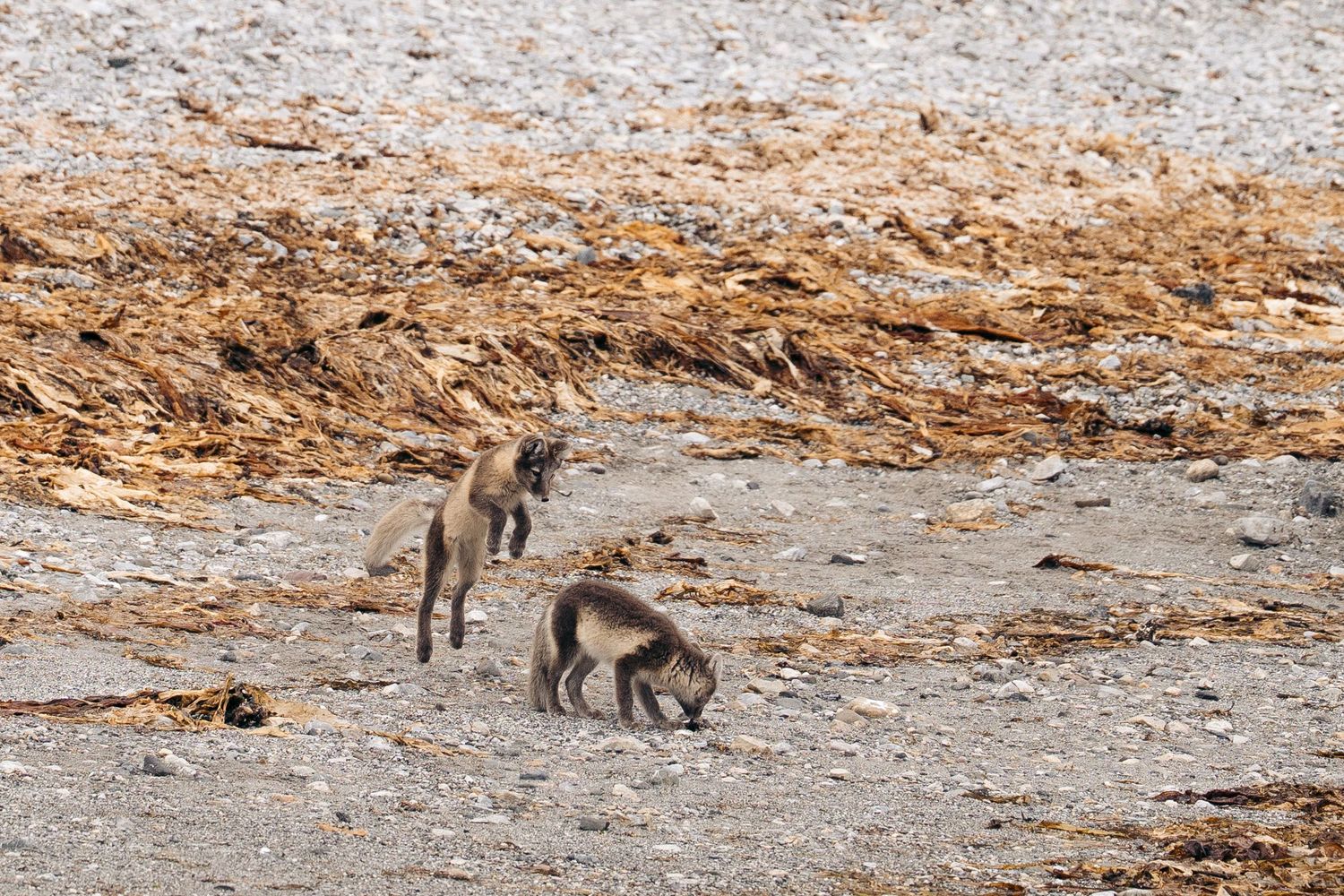Renard arctique bondissant vers un congénère qui fouille le sol, parmi les algues séchées
