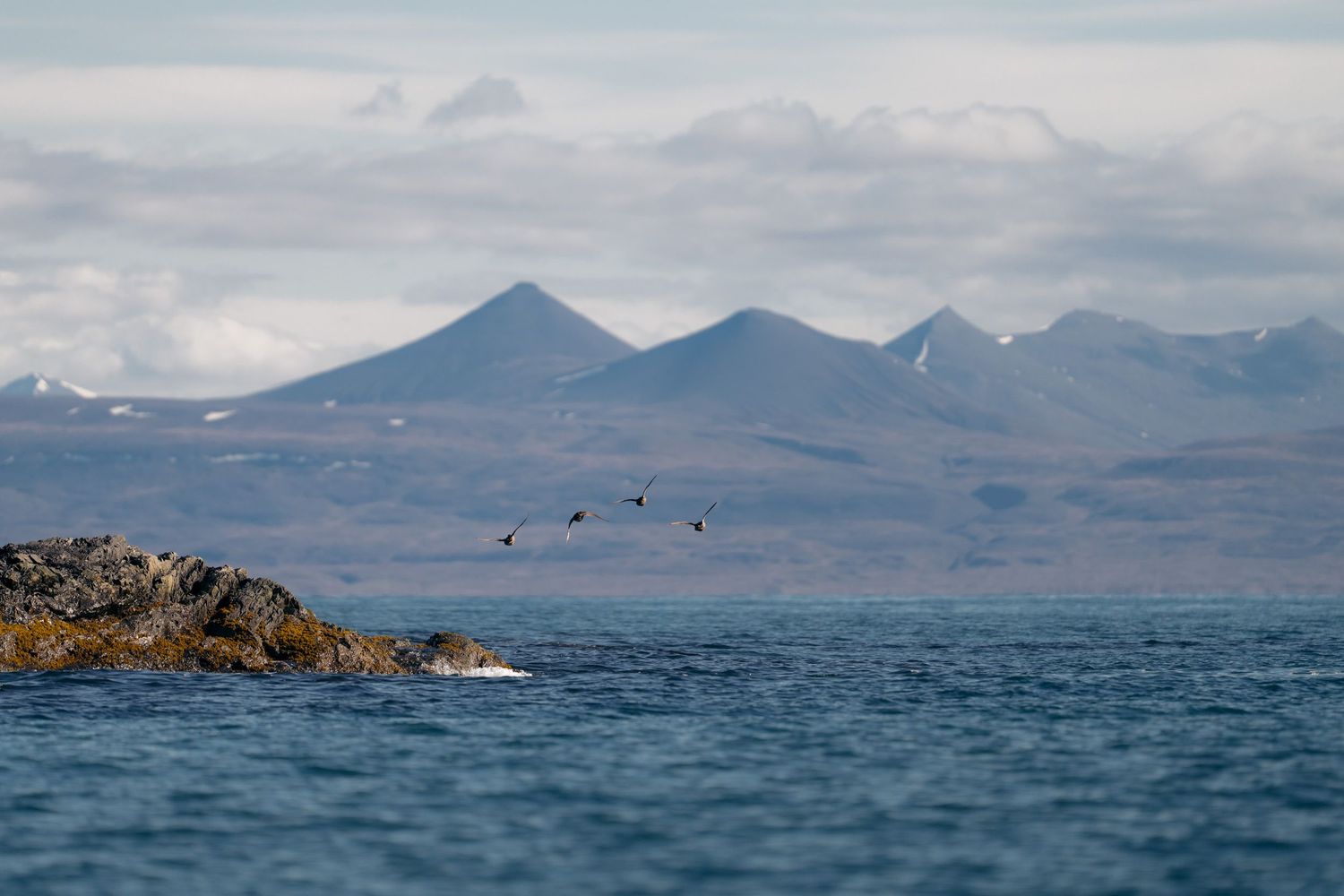 Quatre oiseaux marins alignés en vol au ras de l'eau devant un îlot rocheux
