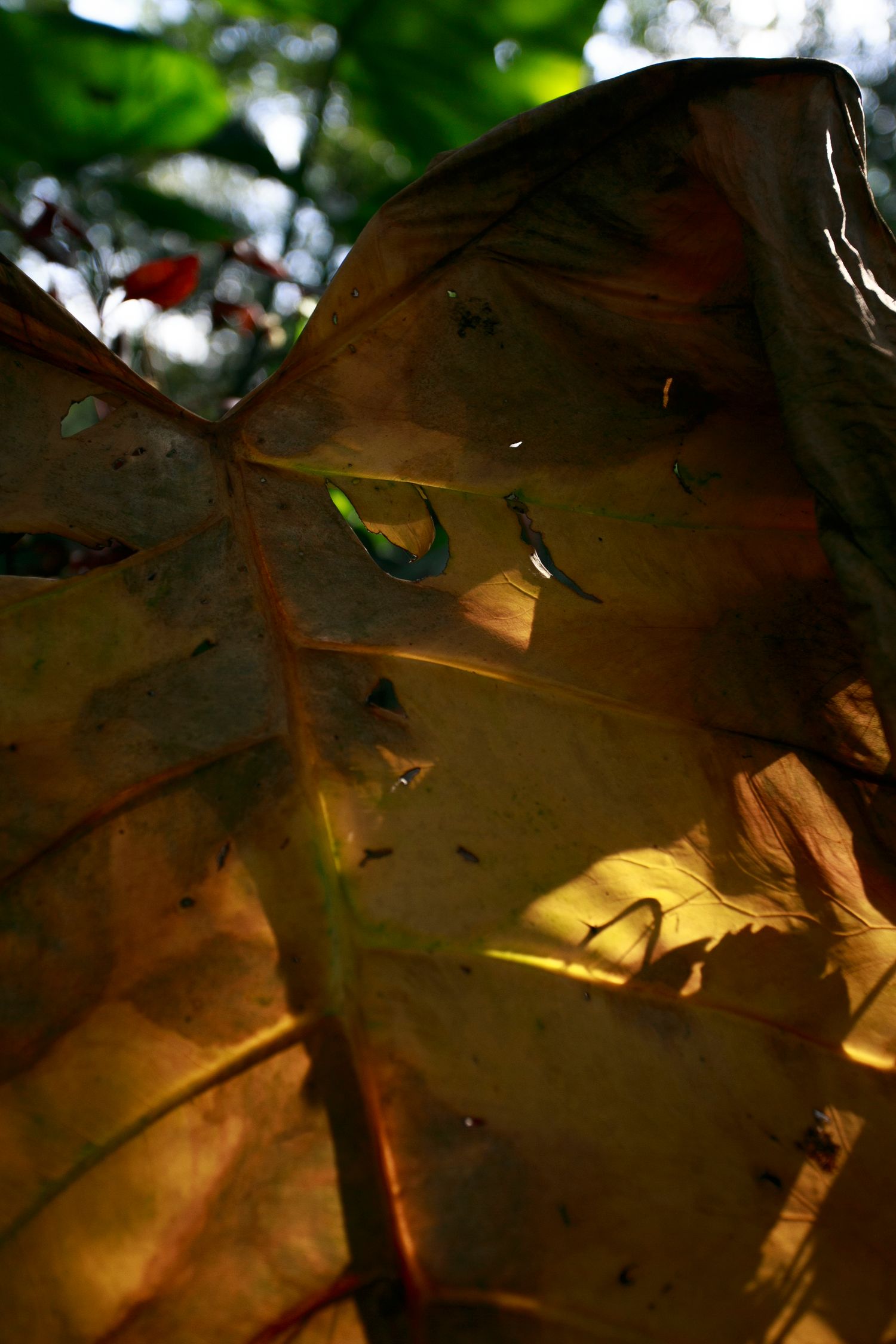 Close-up macro shot of brown autumn leaf with sunlight filtering through.